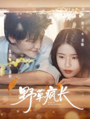 野草疯长(71集) 野草疯长(71集)逆袭短剧